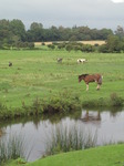 SX08655 Horse refelected in Ewenny river.jpg